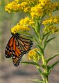 37 - Monarch butterfly on milkweed - FULLER URSULA - united kingdom